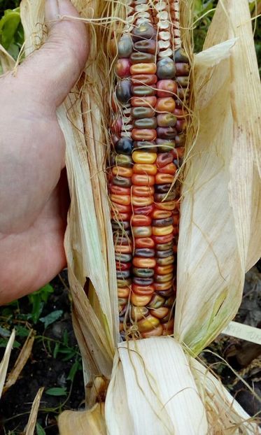  - SEMINTE PORUMB - EARTH TONES - P 01