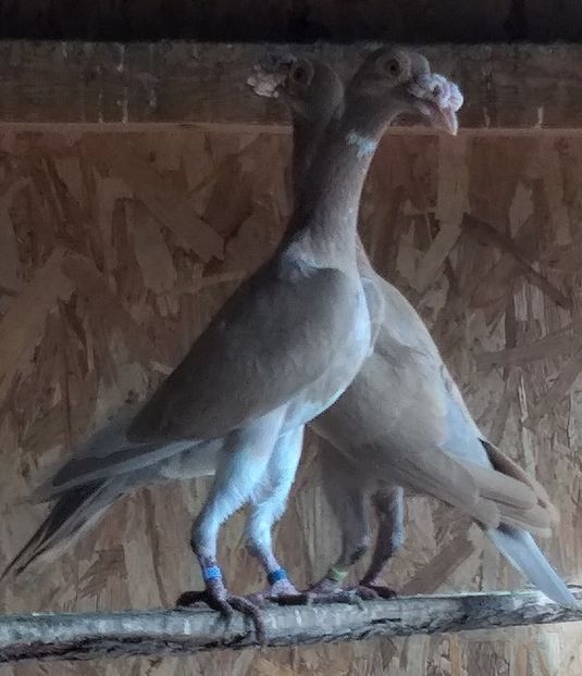  - Carieri de vanzare