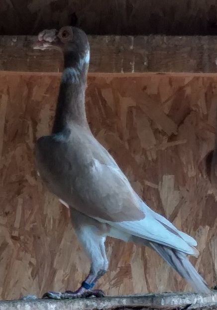  - Carieri de vanzare