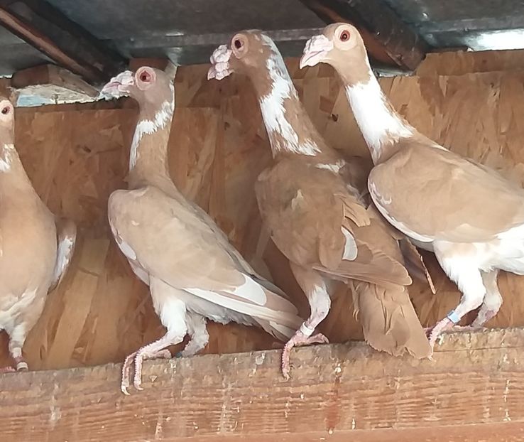  - Carieri de vanzare