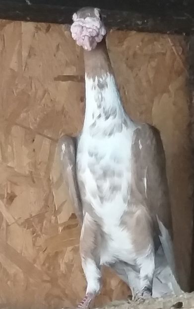  - Carieri de vanzare