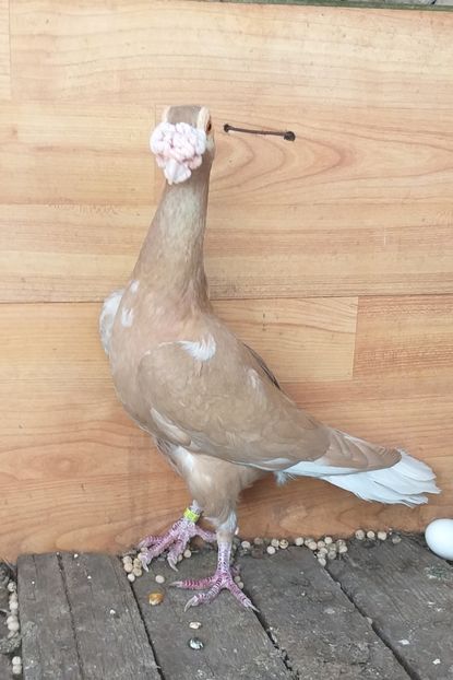  - Carieri de vanzare