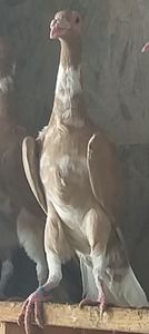  - Carieri de vanzare