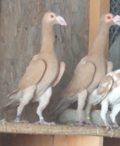  - Carieri de vanzare