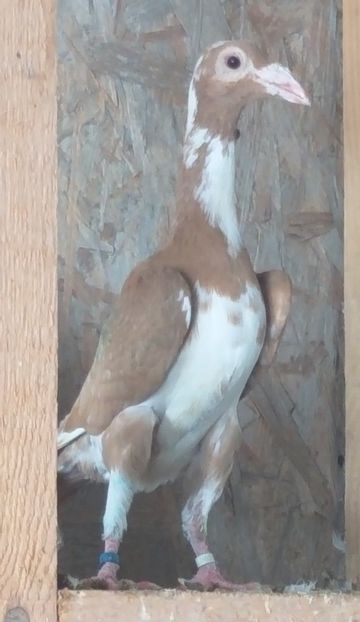  - Carieri de vanzare