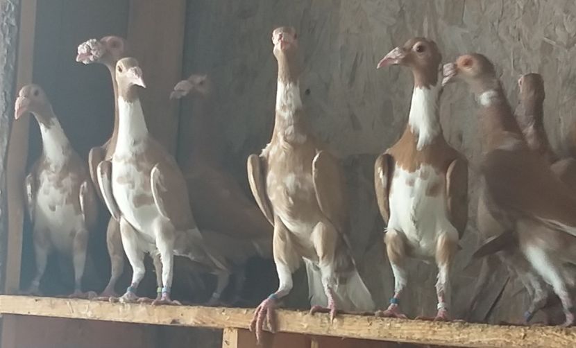  - Carieri de vanzare