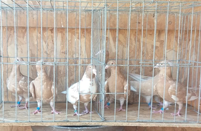  - MEULEMANS pe galben 10 bucăți de vanzare