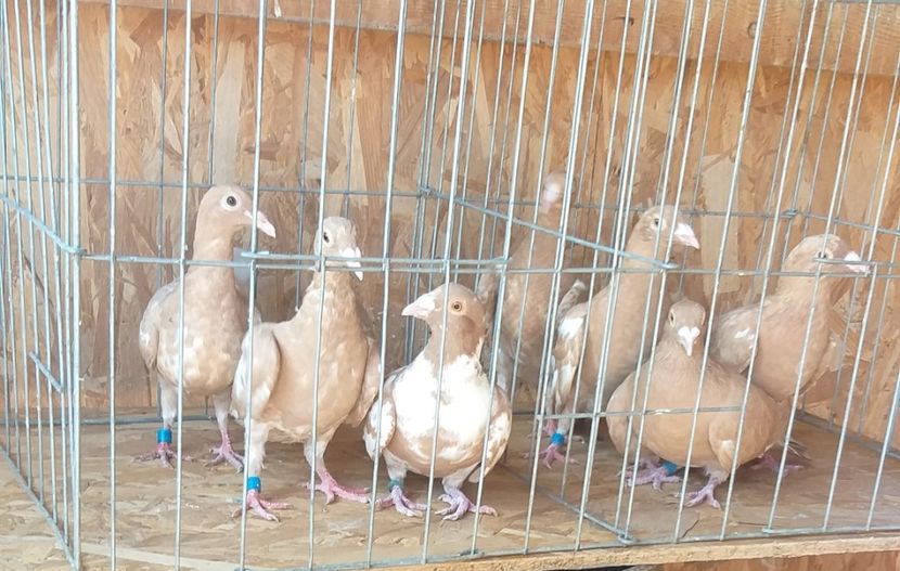  - MEULEMANS pe galben 10 bucăți de vanzare