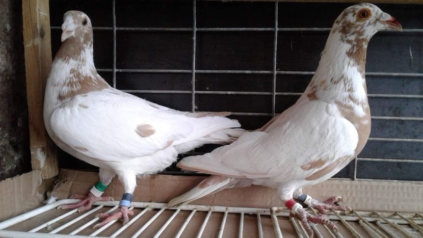 received_250052309260160 - MEULEMANS pe galben 10 bucăți de vanzare