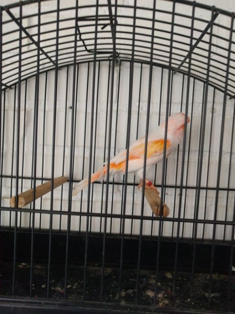  - 00 Canari de culoare