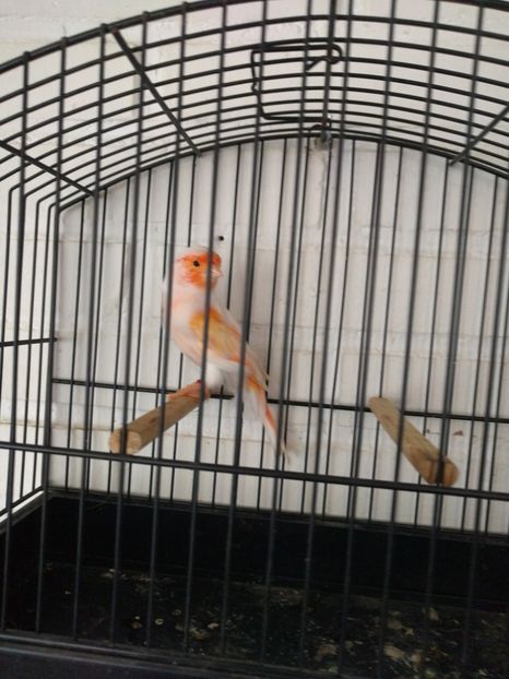  - 00 Canari de culoare