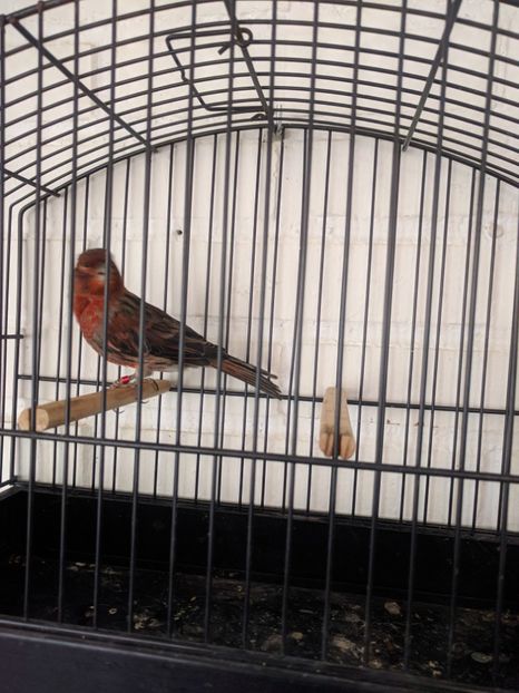  - 00 Canari de culoare