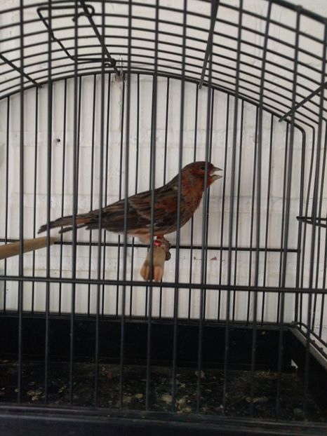  - 00 Canari de culoare