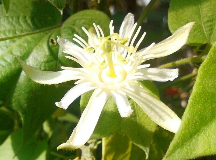 Passiflora capsularis,flori. - Passiflore 2019