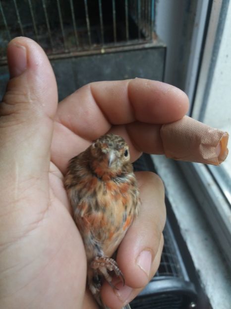  - pui hibrizi petrusi si canarusi 2019