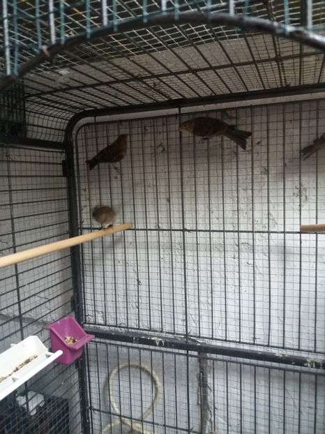  - pui hibrizi petrusi si canarusi 2019