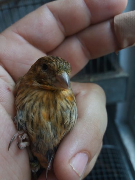  - pui hibrizi petrusi si canarusi 2019