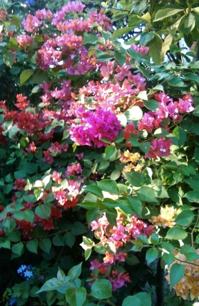  - bougainvillea 2019