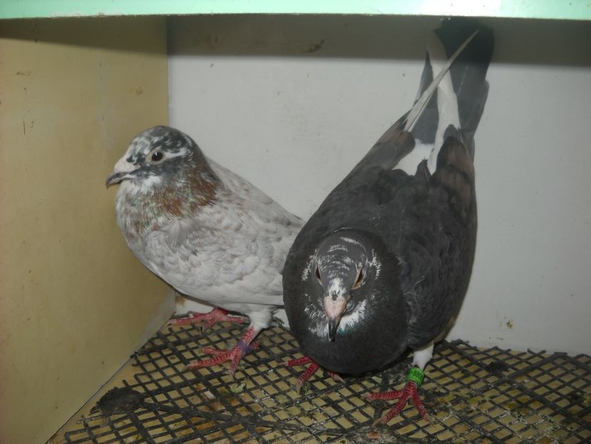  - UNDEVA IN SUCEAVA arhiva