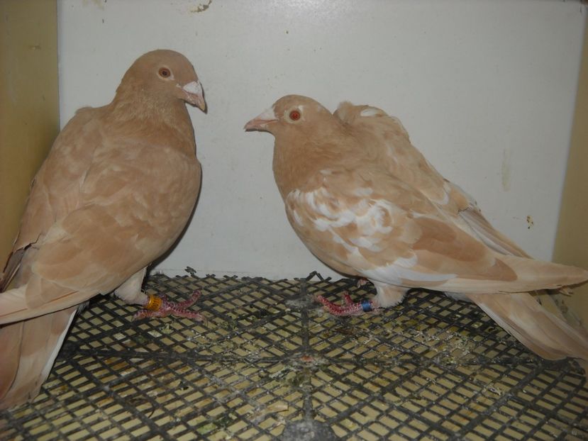  - UNDEVA IN SUCEAVA arhiva