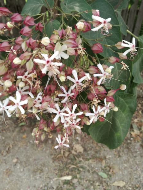  - Clerodendroni