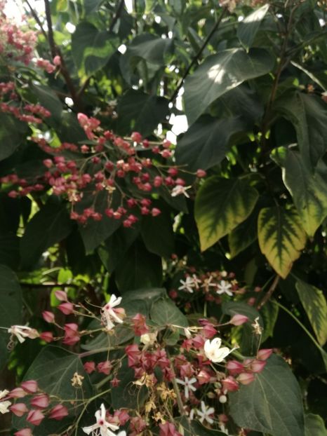 - Clerodendroni