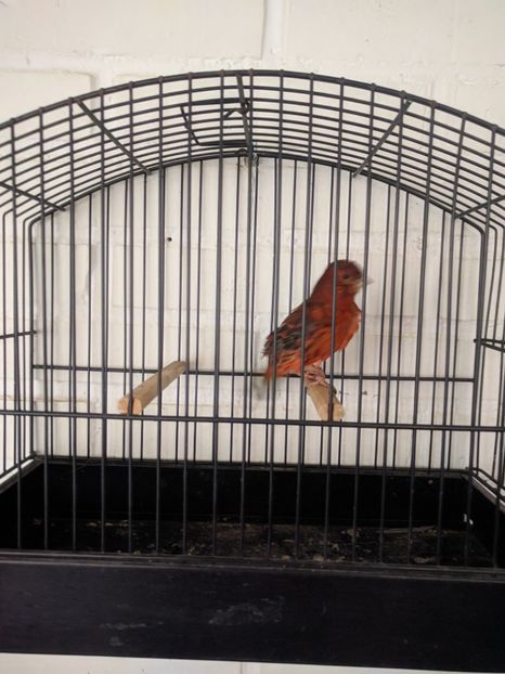  - 00 Canari de culoare