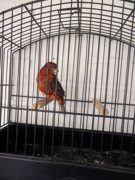  - 00 Canari de culoare