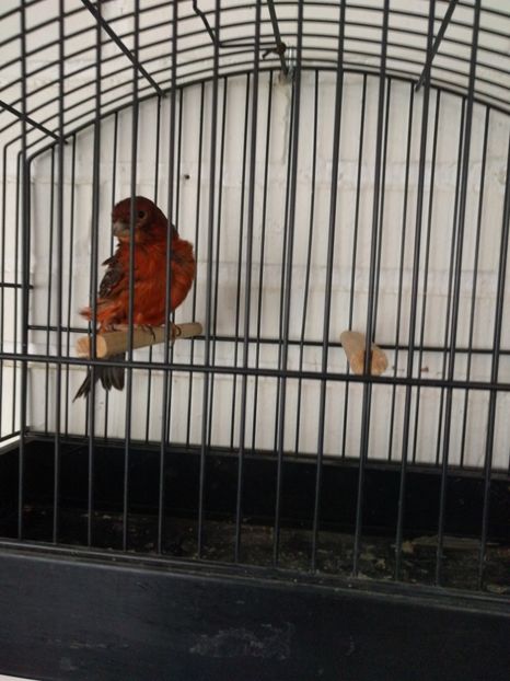  - 00 Canari de culoare