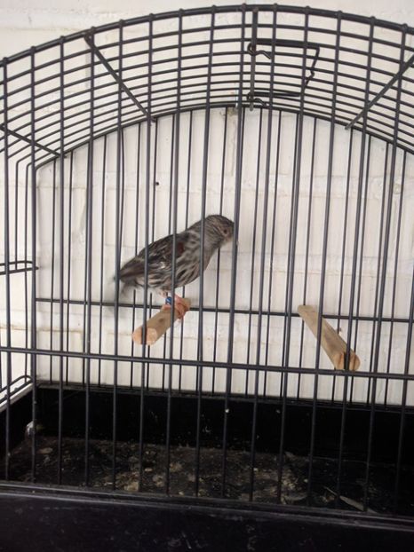  - 00 Canari de culoare