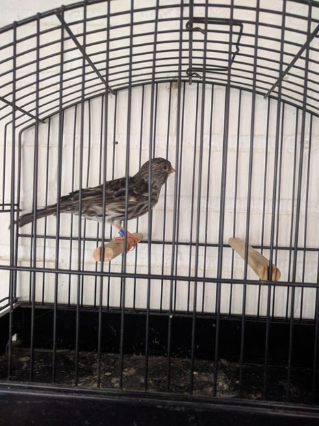  - 00 Canari de culoare