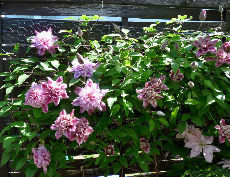  - Clematis