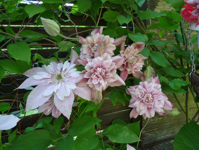  - Clematis