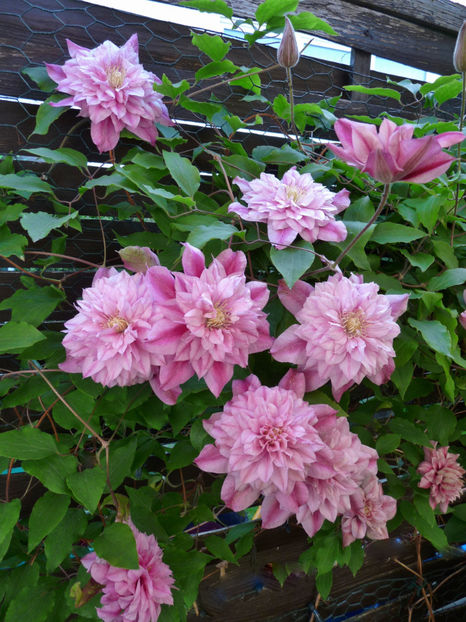  - Clematis