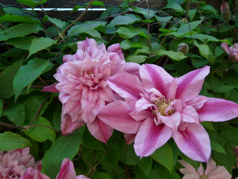  - Clematis