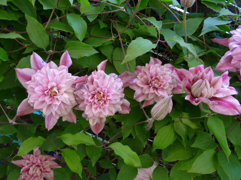  - Clematis