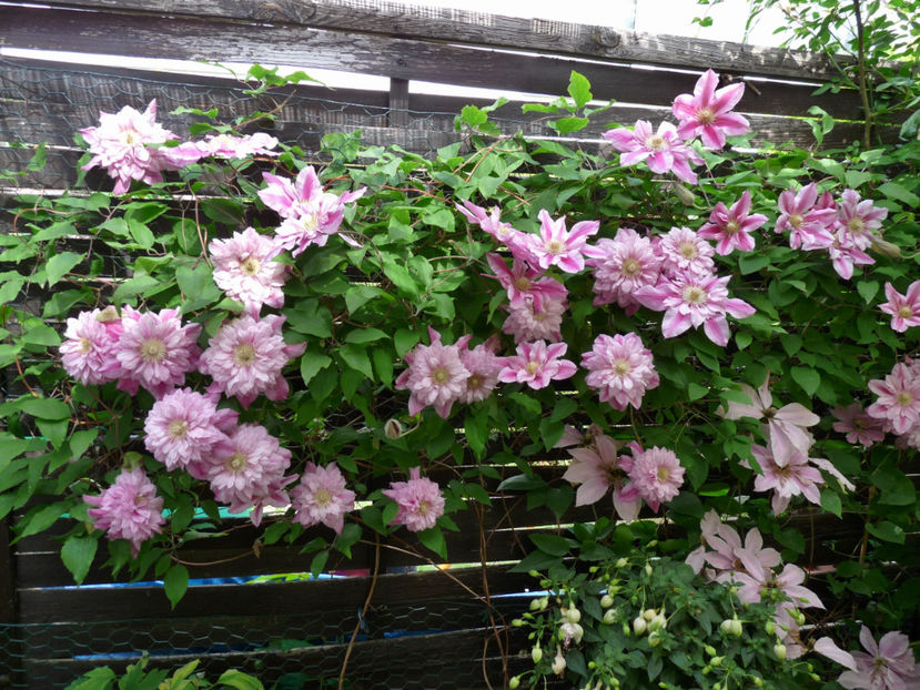  - Clematis