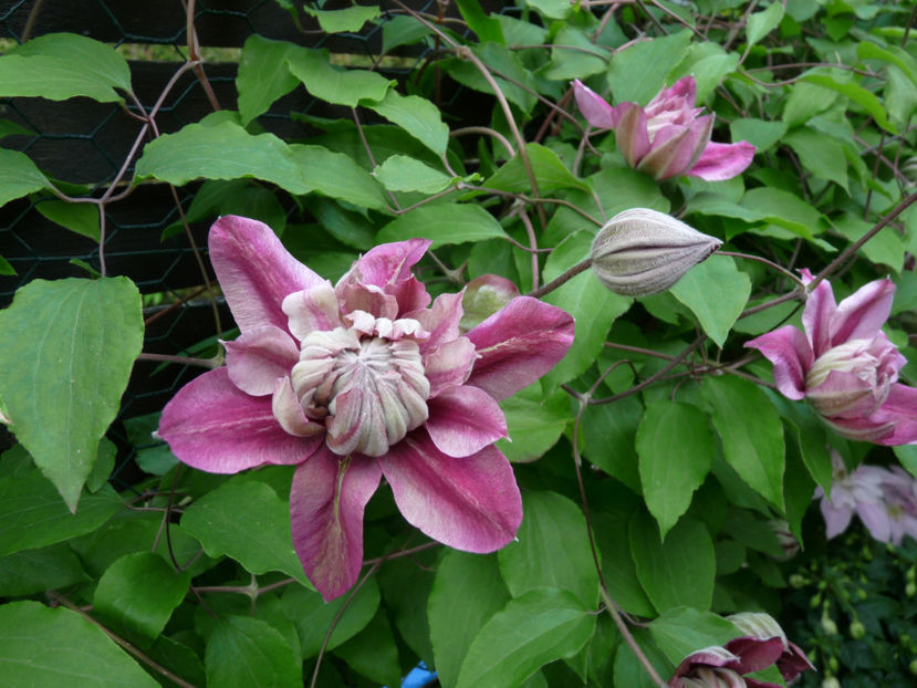  - Clematis