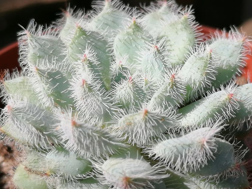 Echeveria setosa var. deminuta - Echeveria