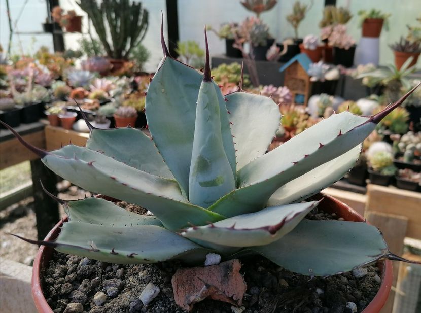 Agave parryi truncata - Agave