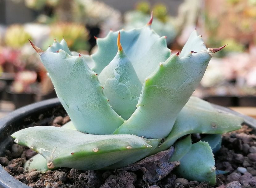 Agave potatorum - Agave