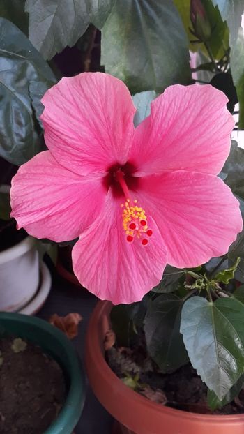 20.09.2019 - hibiscus