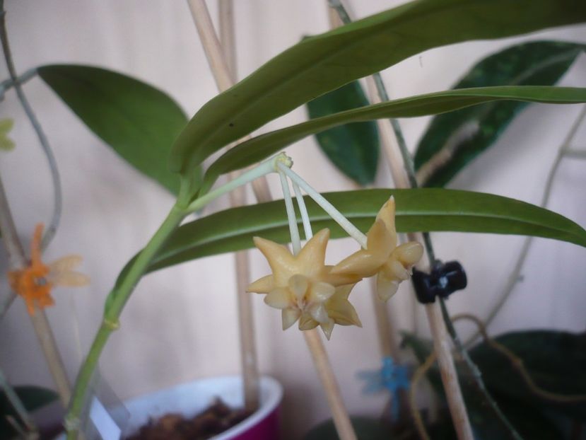 P1430043 - HOYA 2019
