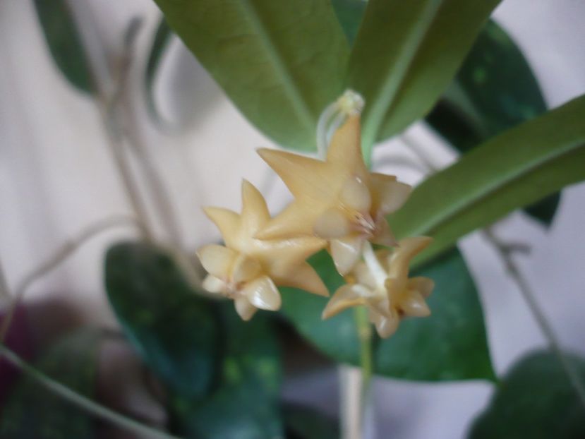 P1430044 - HOYA 2019