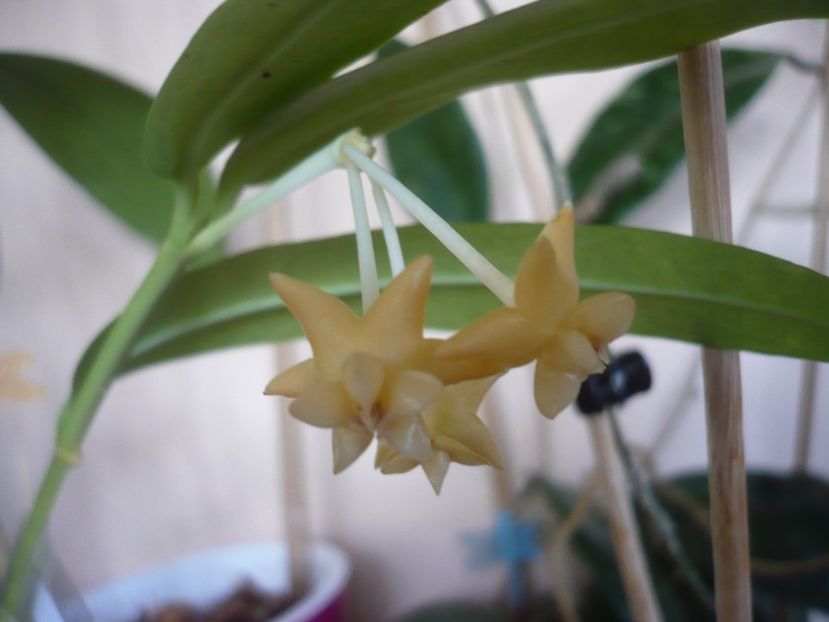 P1430048 - HOYA 2019