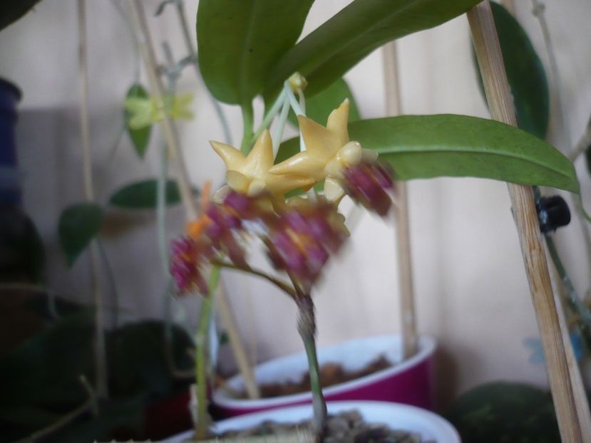 P1430049 - HOYA 2019