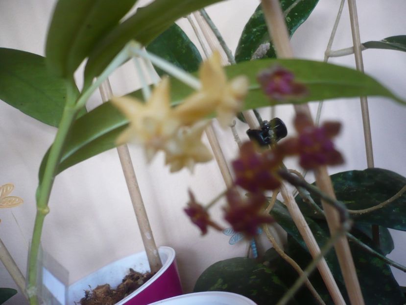 P1430050 - HOYA 2019