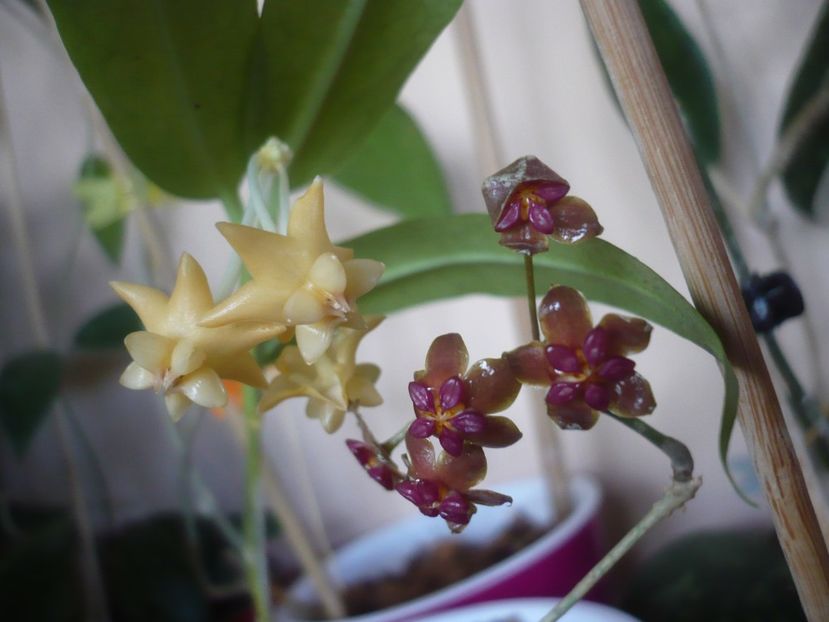 P1430051 - HOYA 2019