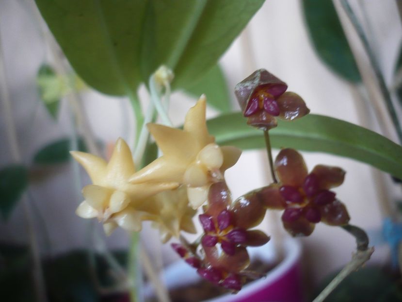 P1430052 - HOYA 2019