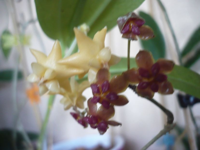 P1430053 - HOYA 2019